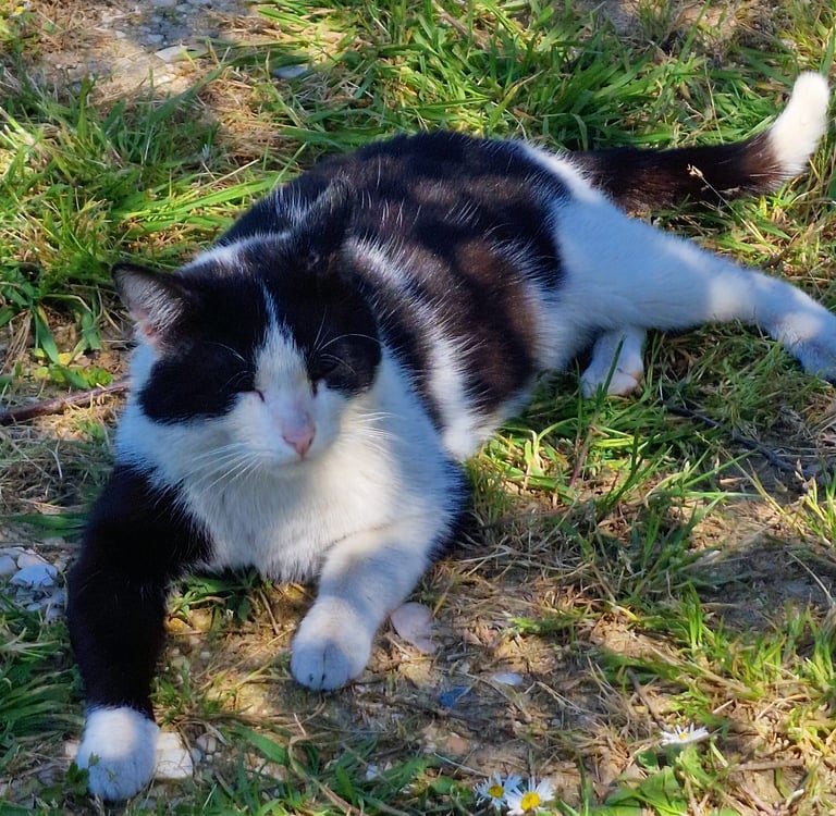 cuccia coibentata per gatti