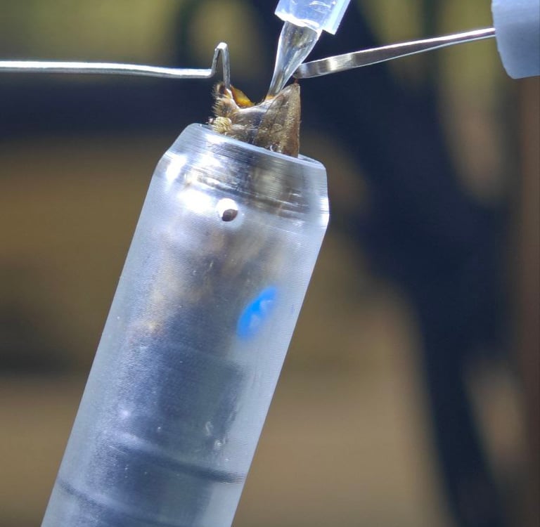 BeePolis. Apis Melifera Melifera. Black Forest Honey Bee. Native Black Bee. Artificial insemination