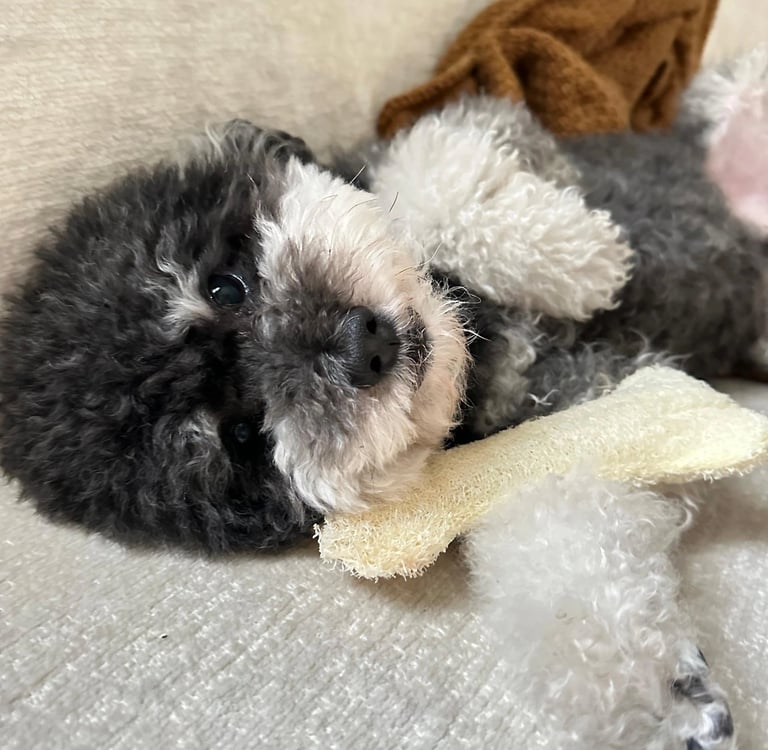 A small black and white toy poodle puppy lying on a couch with its favorite chew toy.