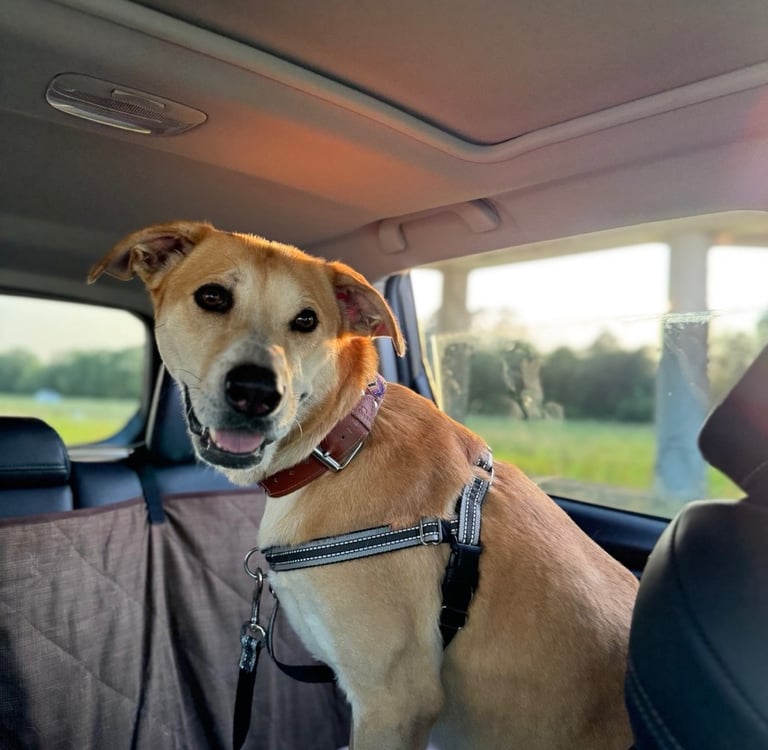 Rescue dog in a packed Subaru on moving day, leaving the U.S. to move to Portugal