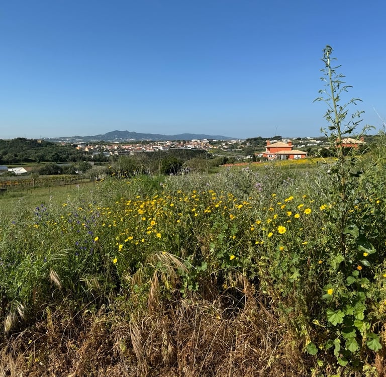 Plot of land in Sintra viewed during a 2024 property search in Portugal