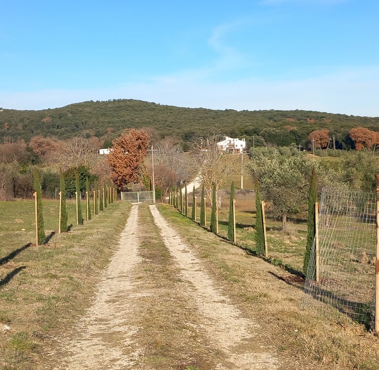 messa a dimora alberi cipressi