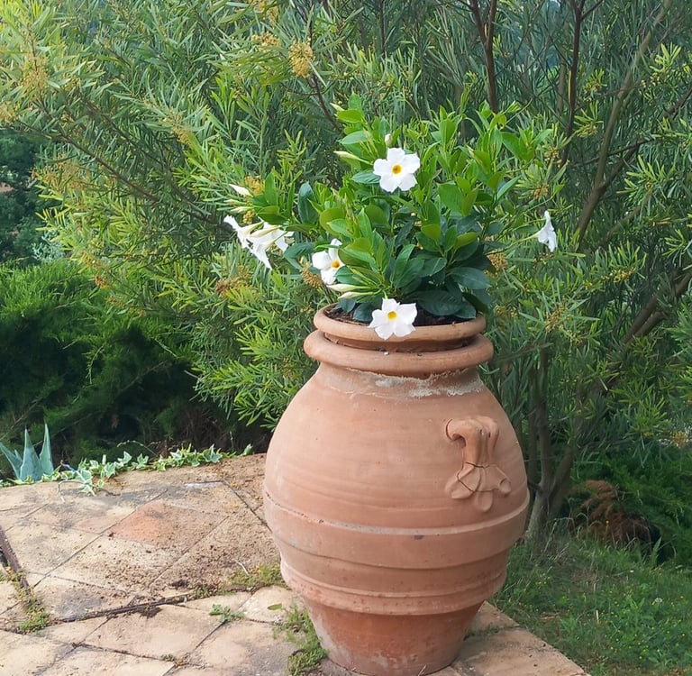 dipladenia