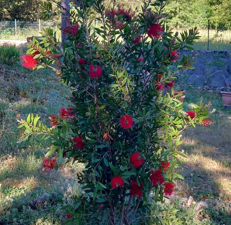 pennacchio carabiniere Callistemon scovolino giardinaggio umbria amelia terni 3792561403