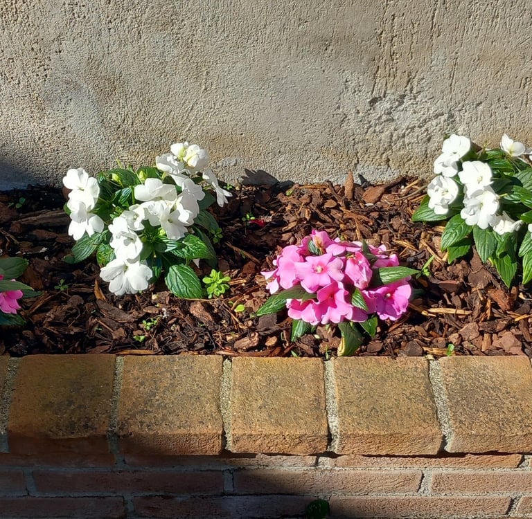 Impatiens Nuova Guinea alessandro giardiniere 3792561403 amelia avigliano umbro montecastrilli