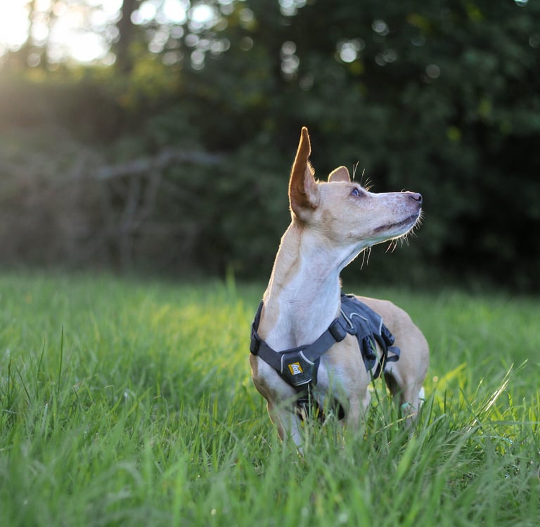 photographe animalier lyon chien photographie