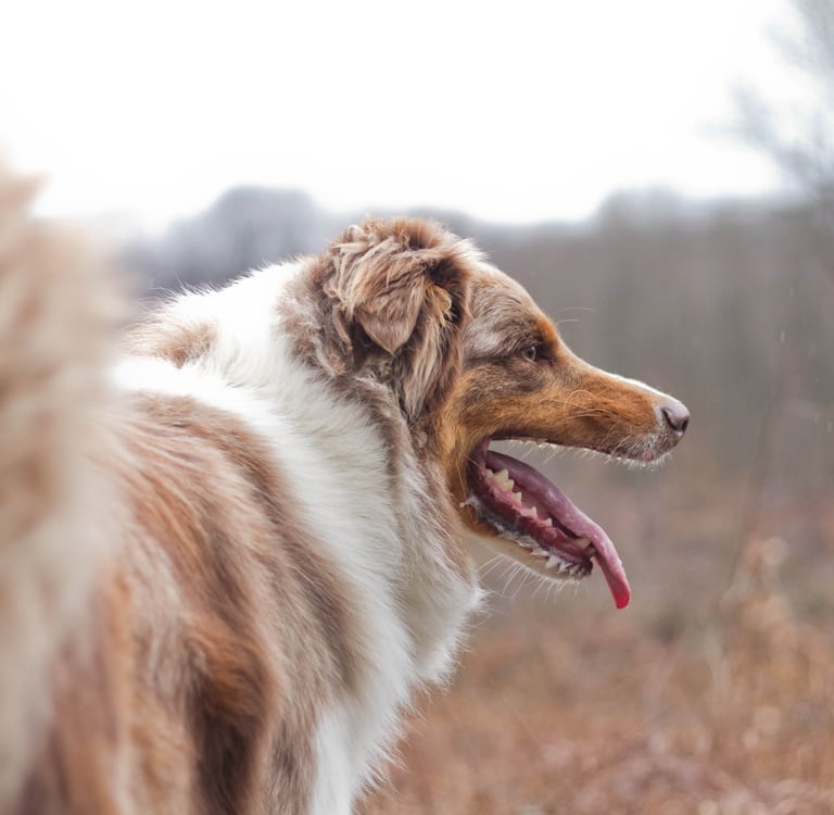 photographe animalier lyon chien photographie