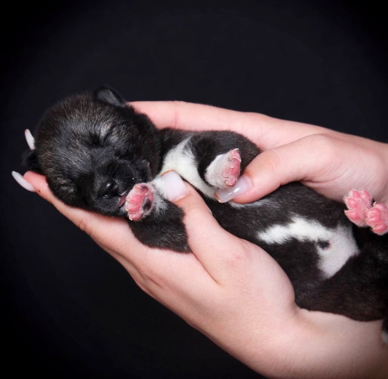 Huskywelpe agoutifarben liegt in der Hand.