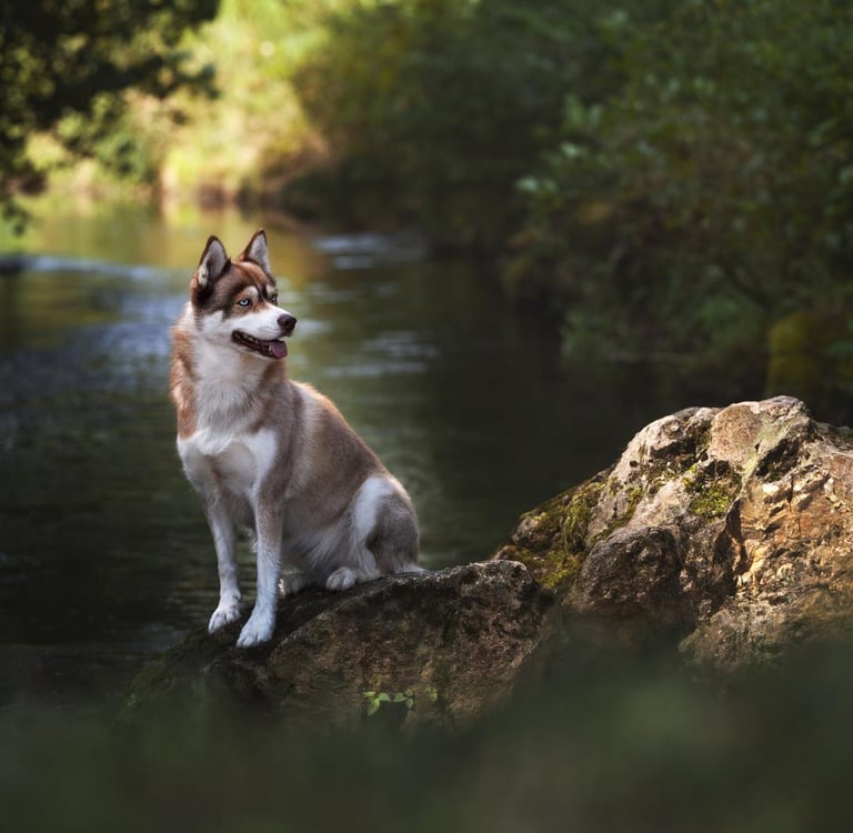 Husky sitzt auf einem Felsen im Wasser.