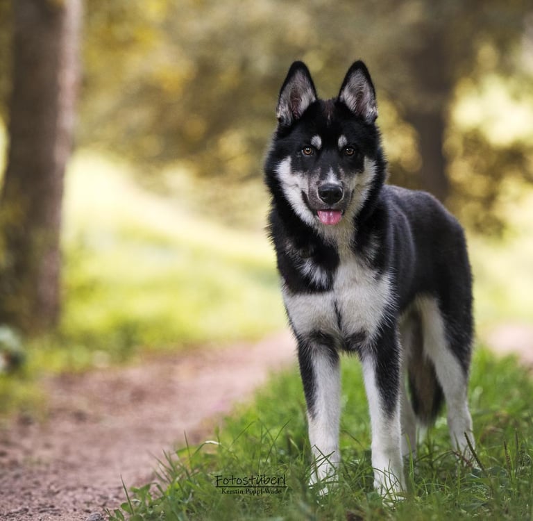 Schwarz-weißer Husky steht auf dem Waldweg.