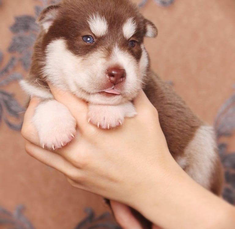 Huskywelpe rot-weiß mit bernsteinfarbigen Augen.