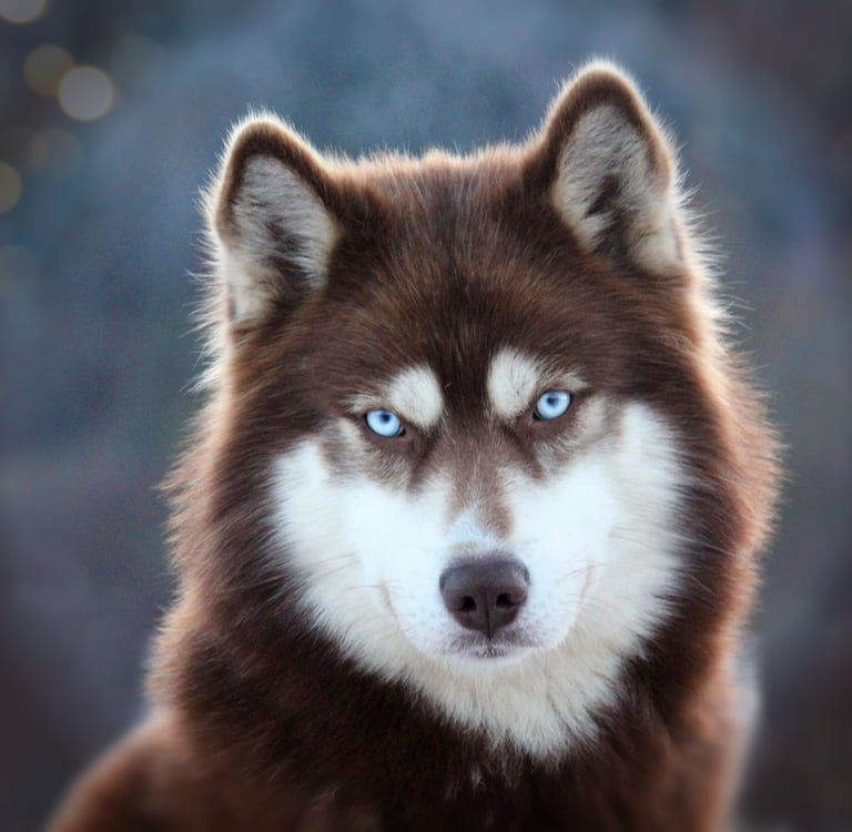 Kupferfarbener Huskyrüde mit blauen Augen.