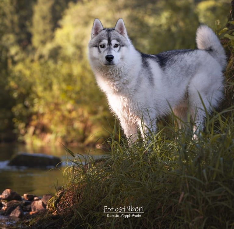 Grau-weißer Husky steht im Gras