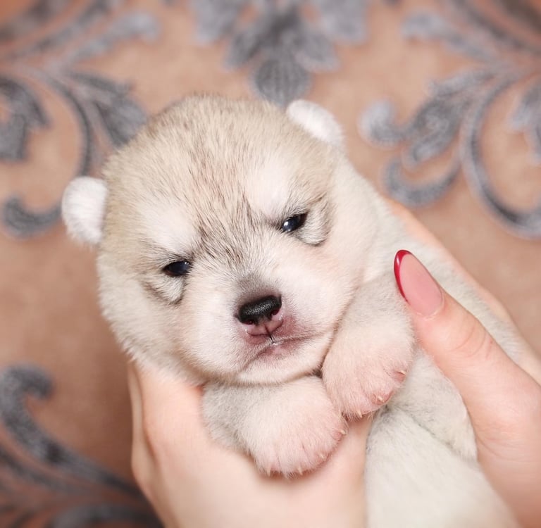 Grau-weißer Husky Welpe.