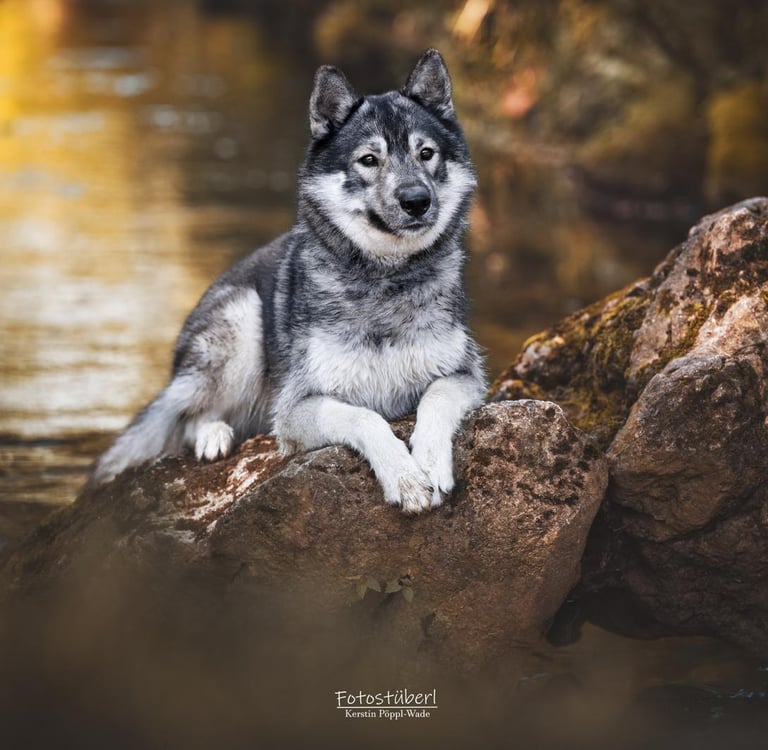 Agoutifarbener Husky liegt auf einem Stein im Bach.