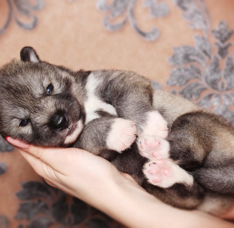 Agoutifarbener Huskywelpe.