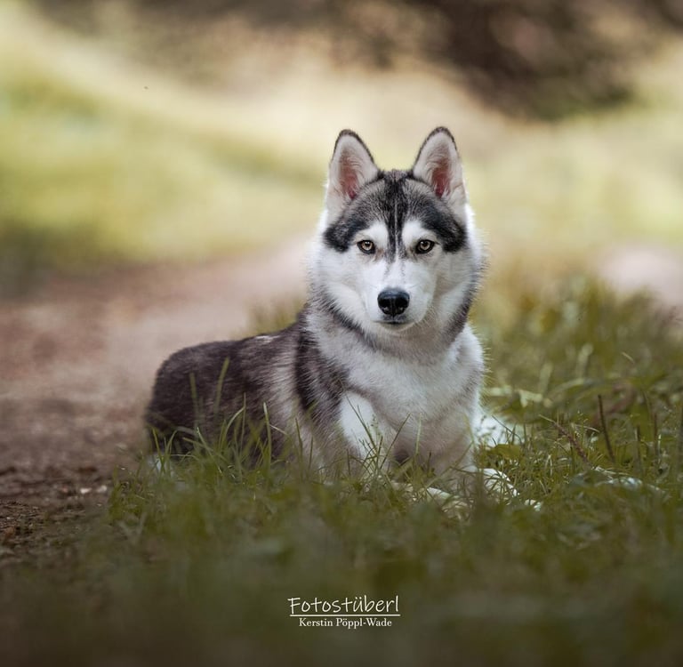 Grau-weißer Husky liegt auf dem Weg.