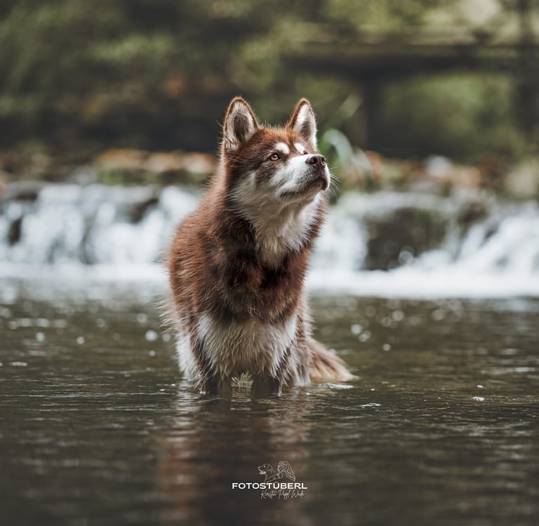 Huskywelpe rot-weiß mit bernsteinfarbigen Augen im Wasser.