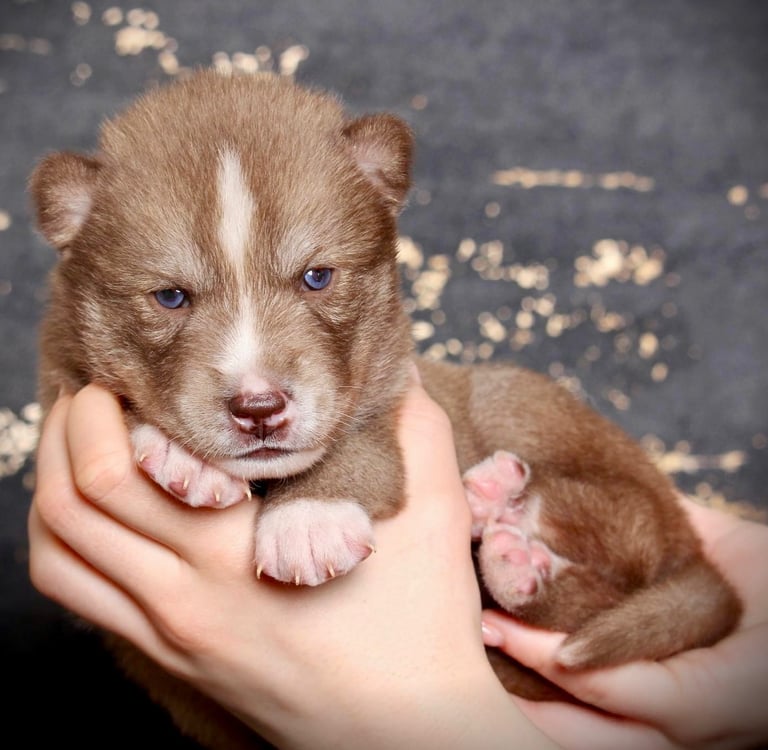 Huskywelpe beim Fotoshooting.