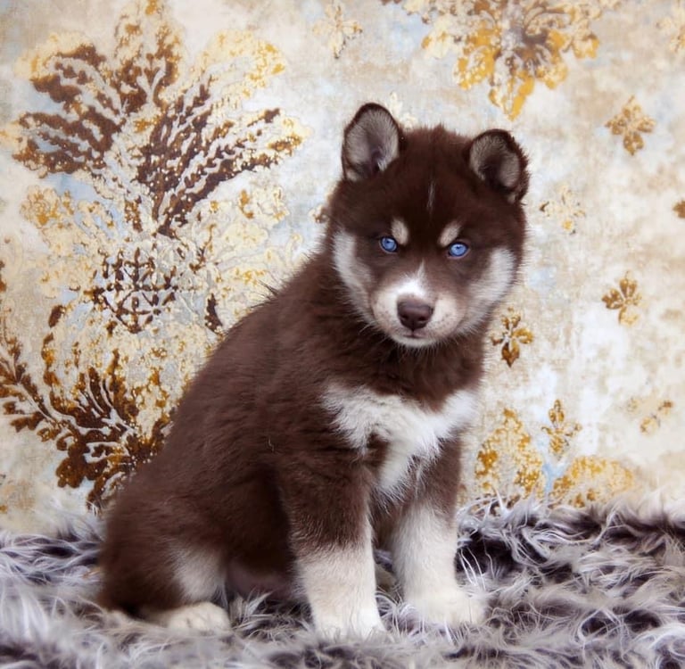 Kupferfarbener Huskywelpe sitzt auf dem Fell.