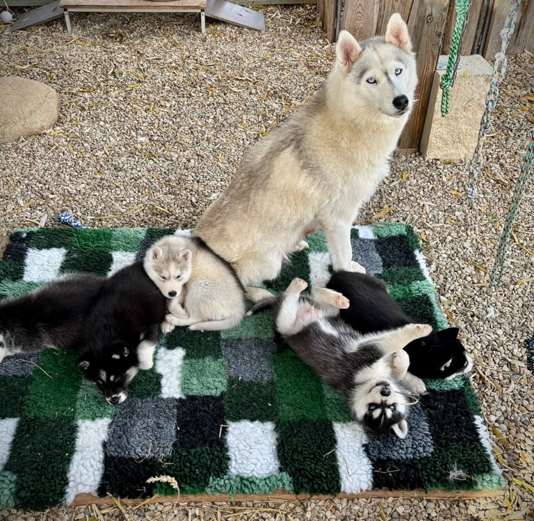 Huskyhündin mit ihren Welpen.
