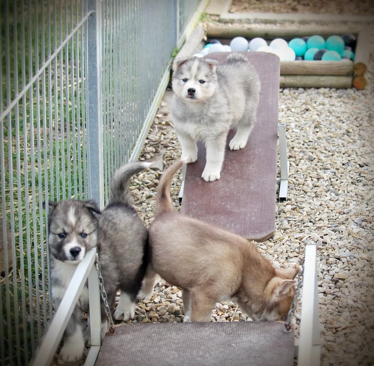 Huskywelpen beim Spielen im Welpengehege.
