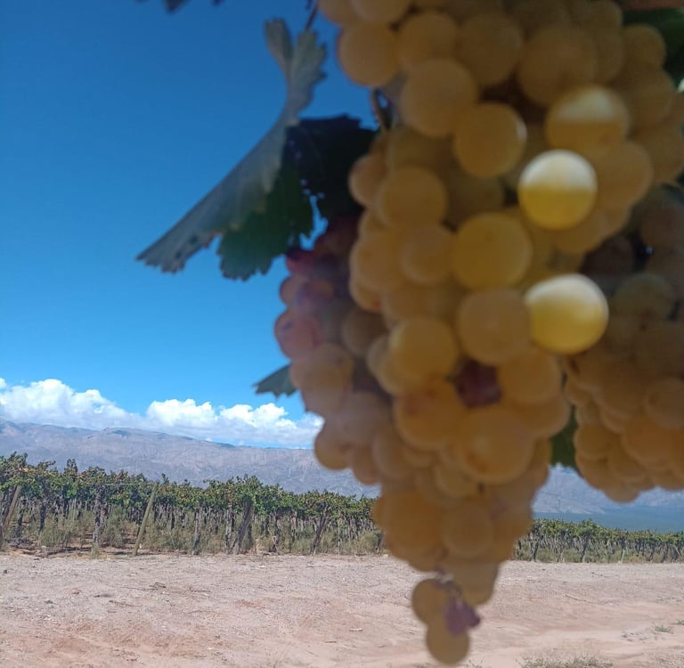 bunch of whit grapes hanging with a vineyard as the backdrop