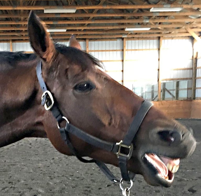 A relaxed horse named Jesse in the middle of a yawn during a bodywork session with Danna Antoine.