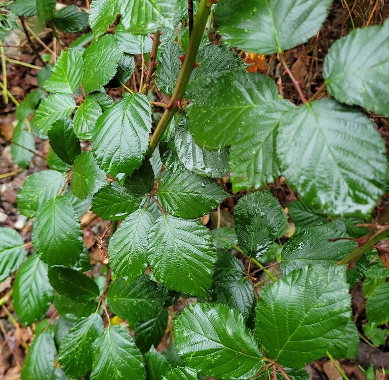 close up picture of blackberry canes and leaves