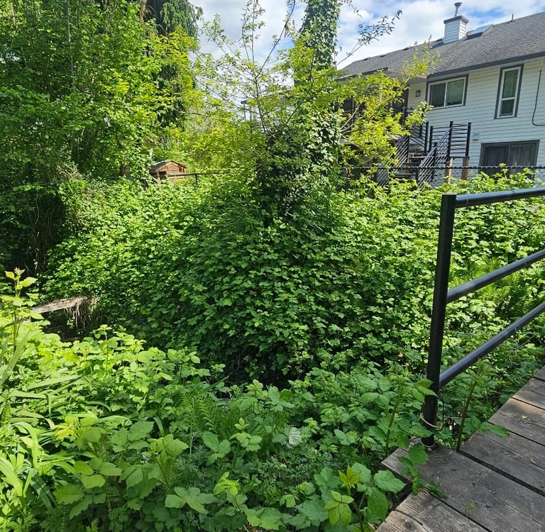 blackberries overgrown over a stream. A white house is in the background