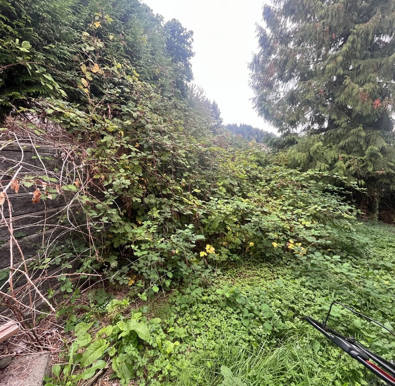 blackberry bushes over a retaining wall