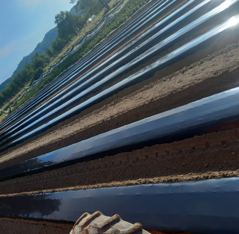 Redovi crne plastične folije za malč koji prekrivaju gredice tla na sunčanom poljoprivrednom polju z