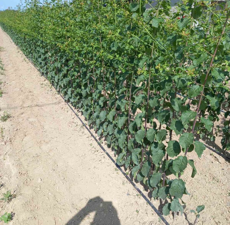 Red mladih sadnica lješnjaka koje rastu u rasadniku sa sistemom za navodnjavanje kap po kap