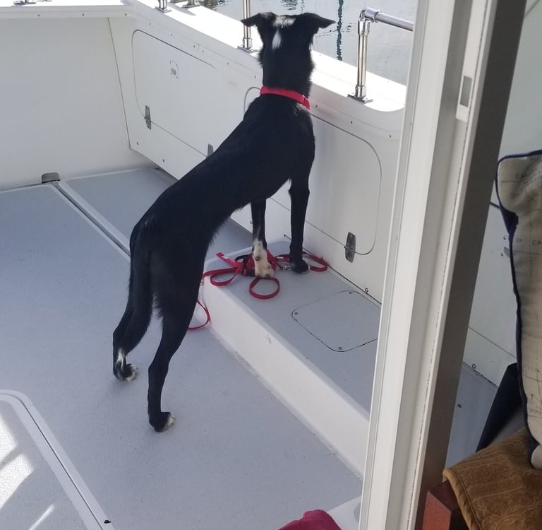 dog on boat