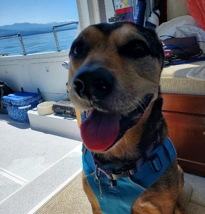 dog on boat
