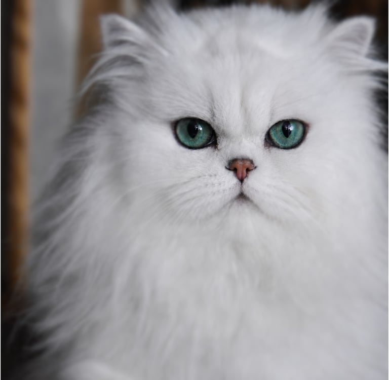 InSigns Royal Dashoun (Kelevra Prince x Kelevra Princess)