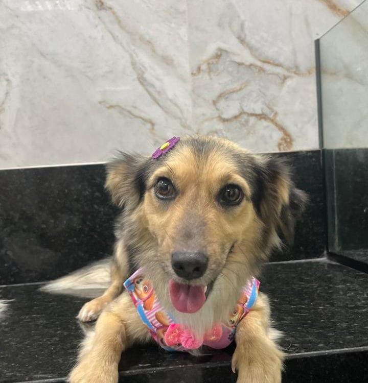 Serviços de banho para pets de todas as raças