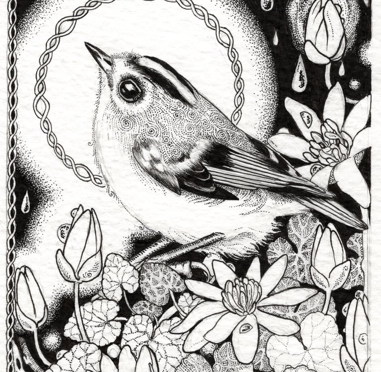 A black and white handdrawn celtic bird illustation by Mairéad Mc Guinness of Danu Fine Art