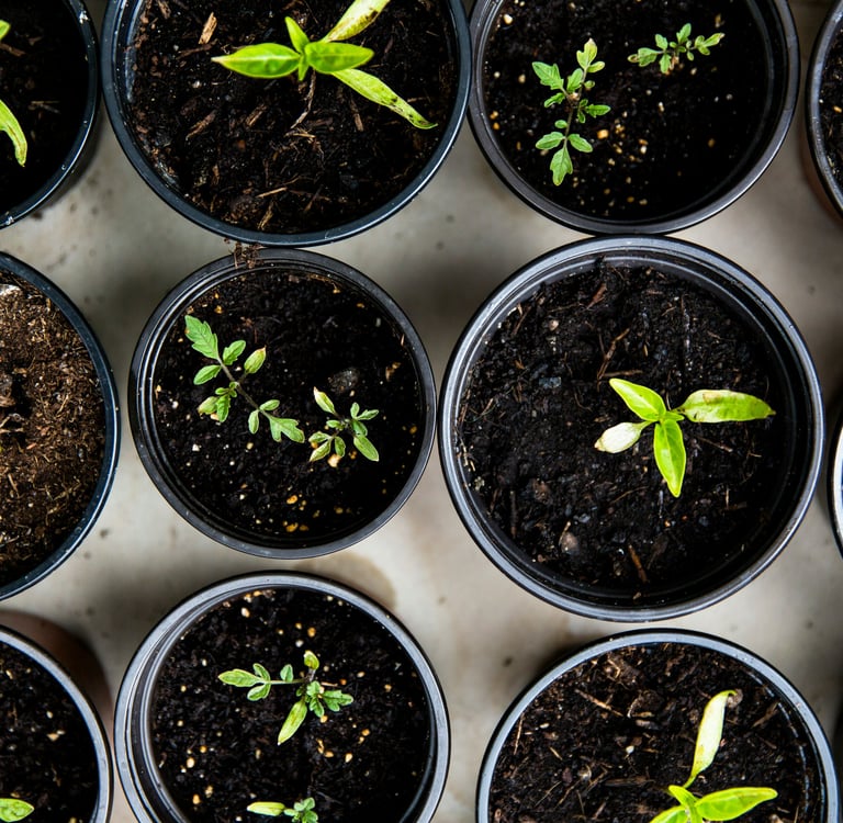 Potting plants/flowers Bridgwater Somerset UK