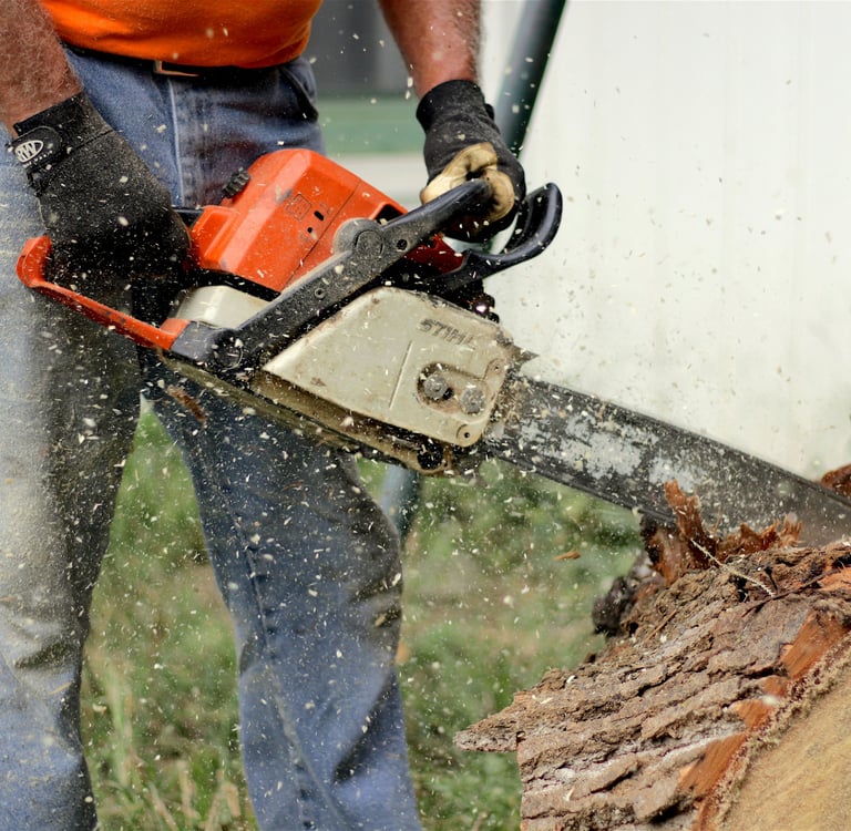 Tree cutting and chainsaw maintenance Work Bridgwater Somerset UK