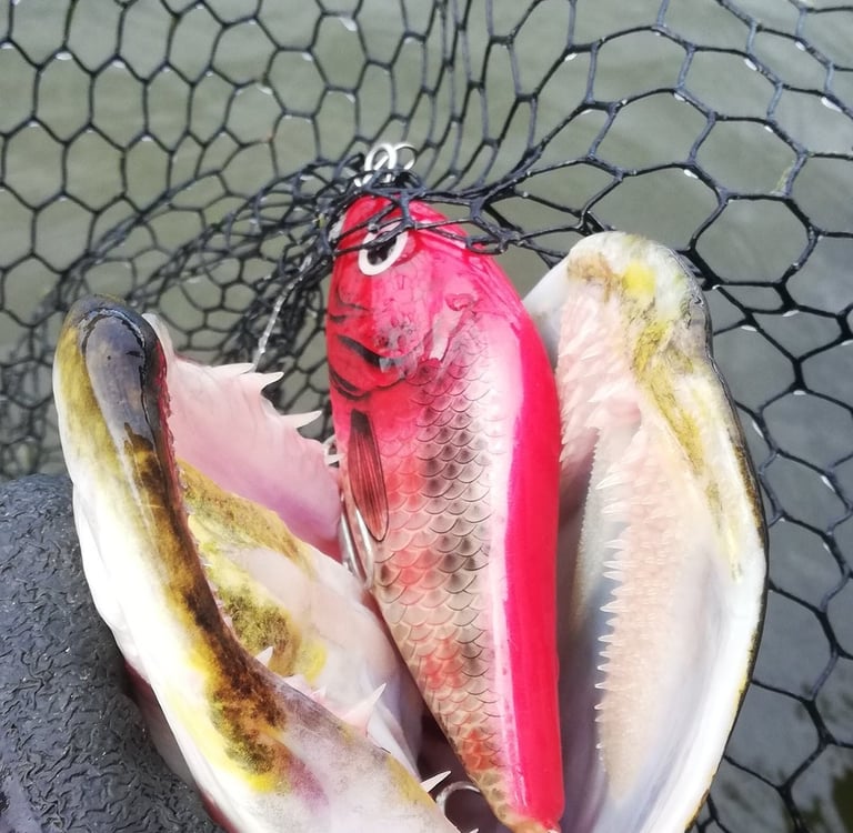 un leurre "salmo slider" dans la bouche d'un brochet.