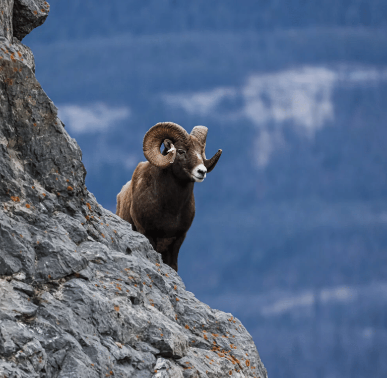 Rams tempt fate by jumping around mountains