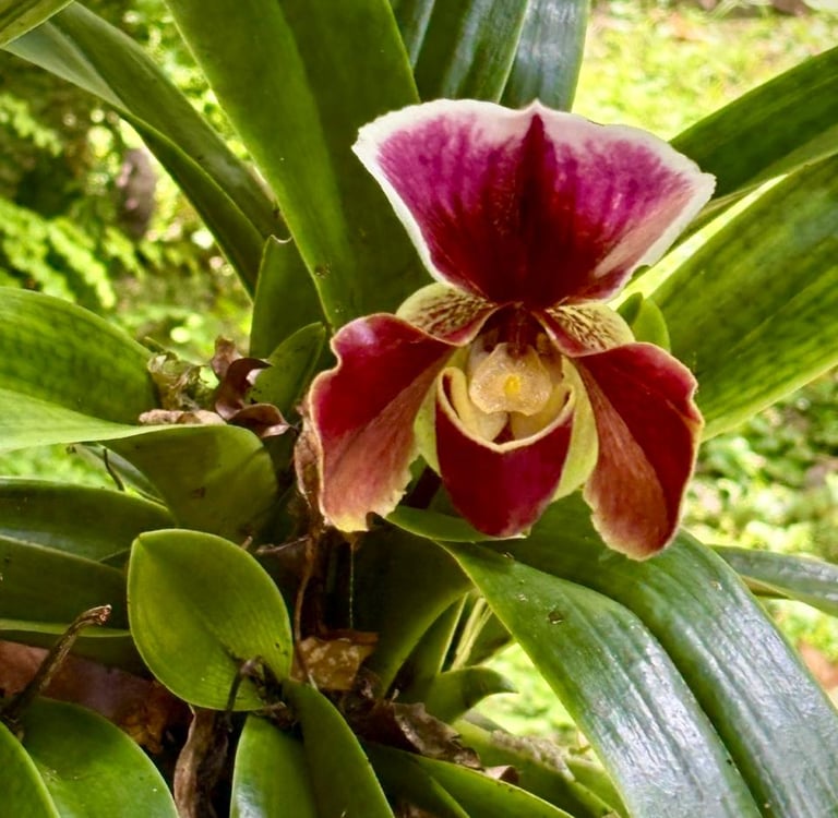 orquideas en ruta de la orquidea coatepec