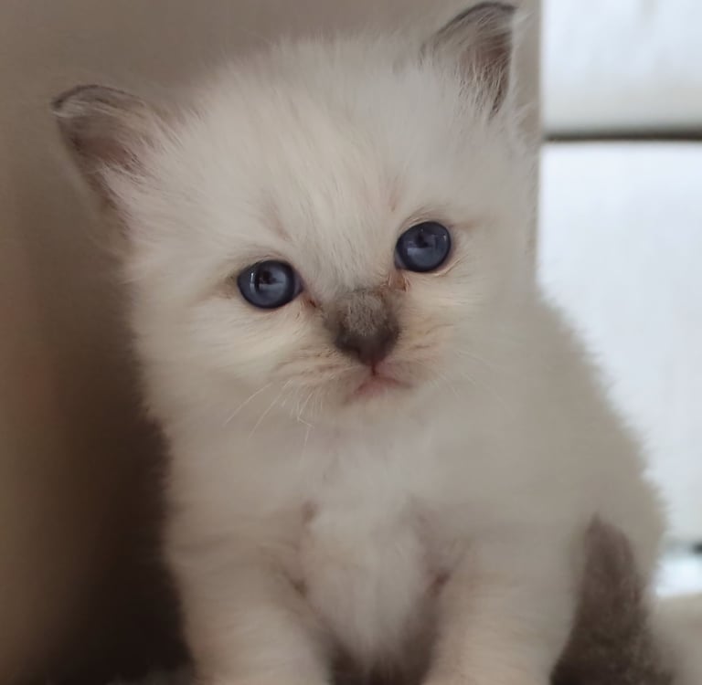 Nydelig ung Hellig Birma kattunge fra NO*Gaustatoppen oppdrett NO*Gaustatoppens Admiral Gyldenløve