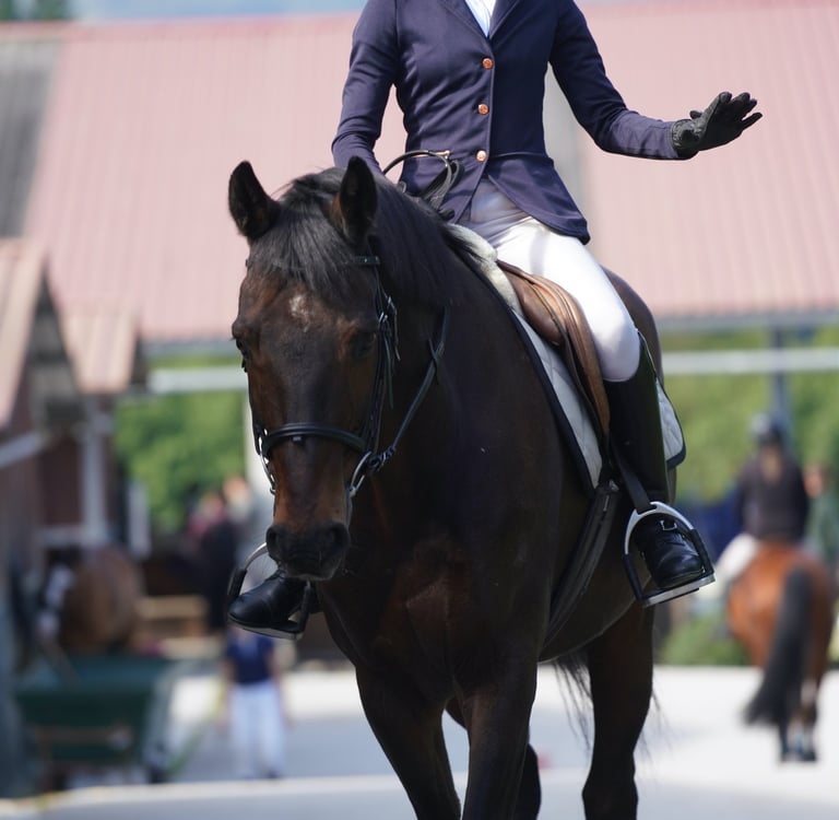 visibilidad de caballos