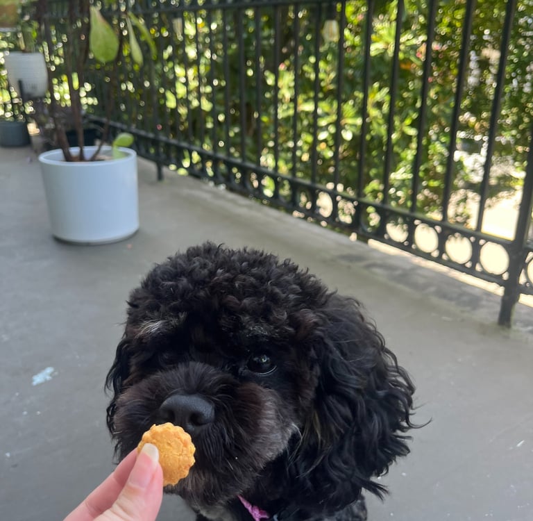 celebrate-dog-birthday-treats.jpeg
