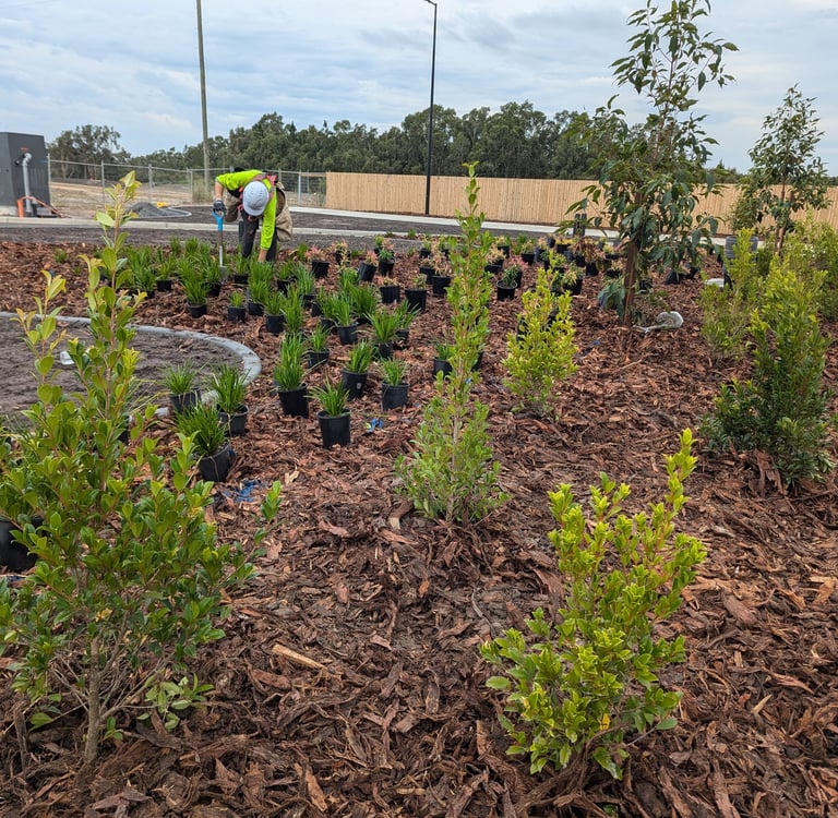 Professional tree planter planting shrubs and trees in a garden bed with fresh wood chip mulch.