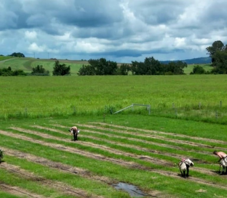 tree planters planting a variety of trees and plants in a rural green field under a cloudy sky.