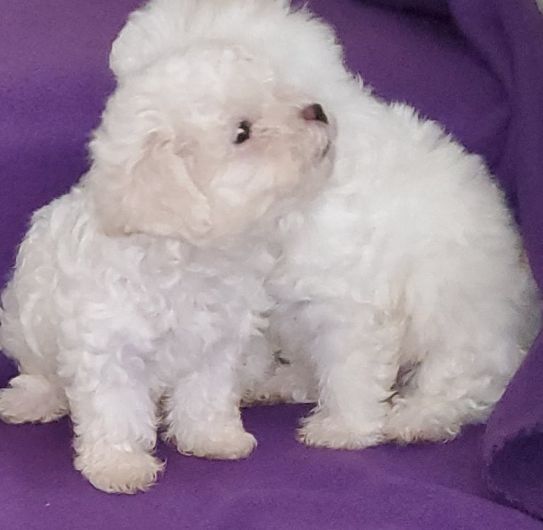Two fluffy white Maltesee puppies sitting together on a purple blanket.