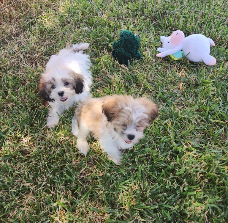 Two Mal-Shi puppies with toys outside in Dallas Texas